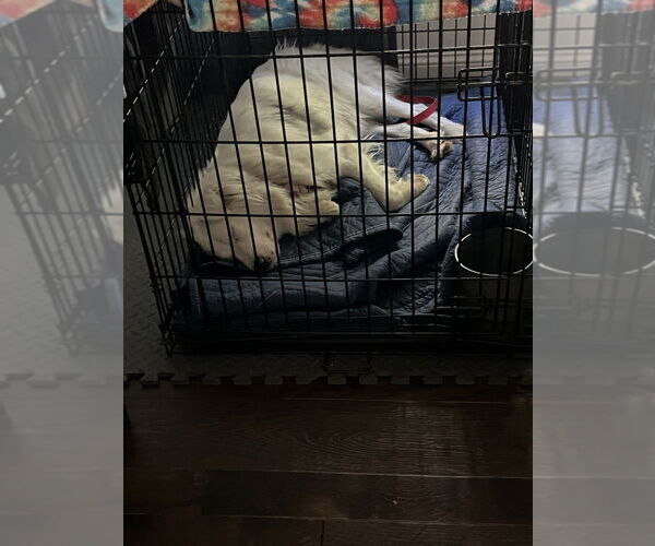 Medium Photo #3 Australian Shepherd Puppy For Sale in Dana Point, CA, USA
