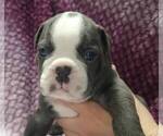Small #5 Olde English Bulldogge