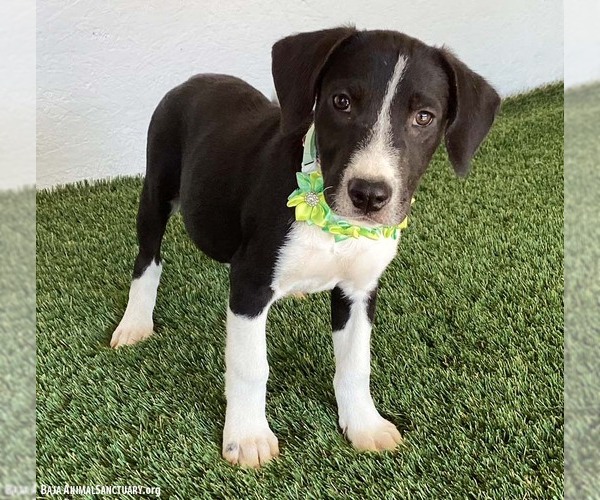 Medium Photo #3 Borador Puppy For Sale in San Diego, CA, USA