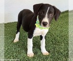 Small Photo #3 Borador Puppy For Sale in San Diego, CA, USA