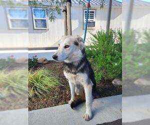 Collie-Unknown Mix Dogs for adoption in Lathrop, CA, USA