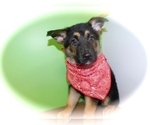 Small Photo #4 German Shepherd Dog Puppy For Sale in HAMMOND, IN, USA