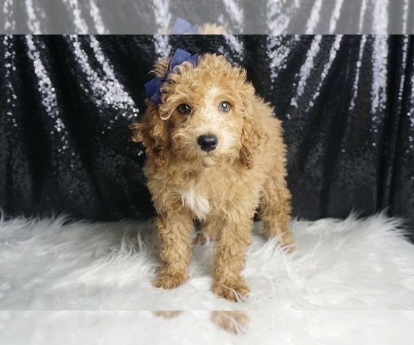 Medium Photo #2 Poodle (Toy) Puppy For Sale in WARSAW, IN, USA
