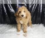 Puppy Husk Husk AKC Poodle (Toy)
