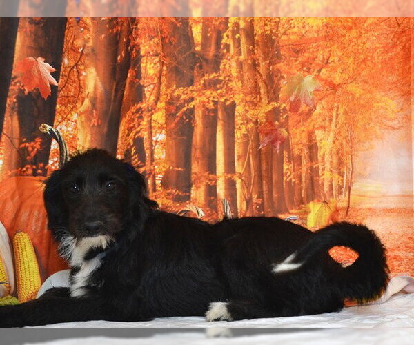 Medium Photo #1 Miniature Schnauzer-Unknown Mix Puppy For Sale in Oroville, CA, USA