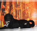 SUZI - Female Miniature Schnauzer-Unknown Mix Dog for Adoption - Small photo
