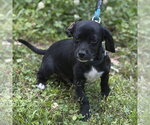 Small #1 Cocker Spaniel