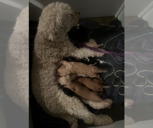 Mother of the Goldendoodle puppies born on 06/30/2025