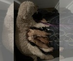 Small Photo #1 Goldendoodle Puppy For Sale in EDMOND, OK, USA