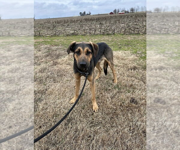 Medium Photo #8 Rottweiler-Siberian Husky Mix Puppy For Sale in Evansville, IN, USA