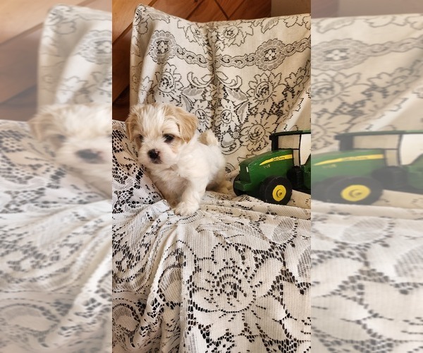 Medium Photo #18 Mal-Shi Puppy For Sale in GREENWOOD, WI, USA