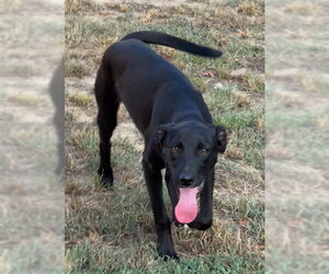 Mutt Dogs for adoption in Tarrytown, GA, USA