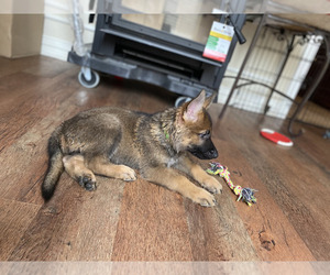 German Shepherd Dog Puppy for Sale in EDMOND, Oklahoma USA