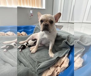 Mother of the French Bulldog puppies born on 02/21/2022