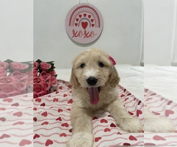 Medium Photo #4 Goldendoodle Puppy For Sale in NORTH HIGHLANDS, CA, USA
