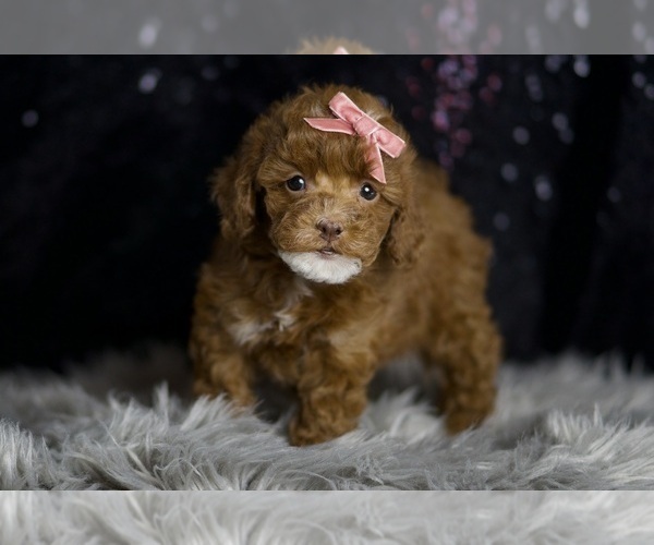Medium Photo #6 Poodle (Miniature) Puppy For Sale in WARSAW, IN, USA