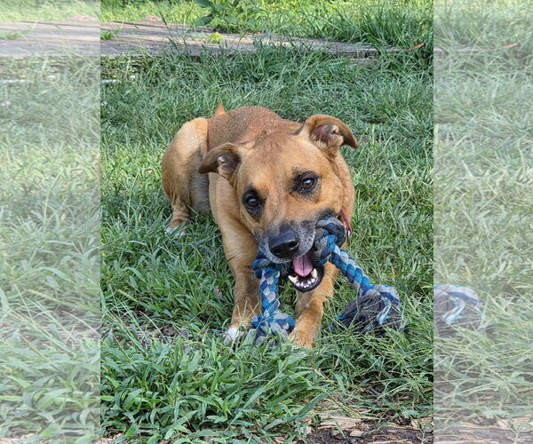 Medium Photo #16 German Shepherd Dog-Redbone Coonhound Mix Puppy For Sale in Rustburg, VA, USA