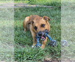 Small #15 German Shepherd Dog-Redbone Coonhound Mix