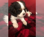 Small #1 Cavalier King Charles Spaniel
