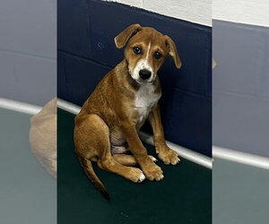 Labrador Retriever-Unknown Mix Dogs for adoption in Sterling, MA, USA