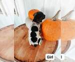 Small Photo #7 German Shorthaired Pointer Puppy For Sale in NORWAY, SC, USA