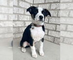 Small #2 Border Collie Mix