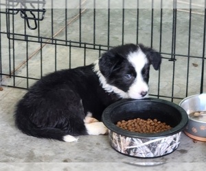 Border Collie Puppy for sale in TUCSON, AZ, USA