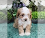 Small #3 Cavapoo (Miniature)