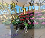 Small Photo #2 Pointer Aussie Puppy For Sale in Fresno, CA, USA