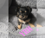 Small #1 Mutt