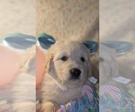Small Photo #65 Golden Retriever Puppy For Sale in MODESTO, CA, USA