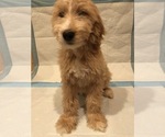 Small Photo #1 Goldendoodle Puppy For Sale in LONG BEACH, CA, USA