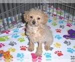 Small Photo #11 Cockapoo-Poodle (Miniature) Mix Puppy For Sale in ORO VALLEY, AZ, USA