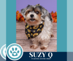 Small #2 Shih Tzu Mix
