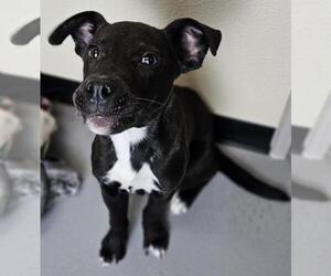 Collie-Labrador Retriever Mix Dogs for adoption in Rockwall, TX, USA