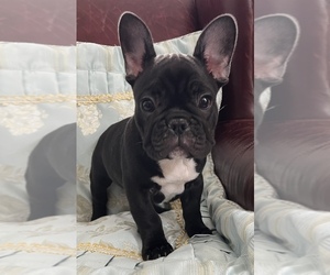 French Bulldog Puppy for sale in HUGO, MN, USA