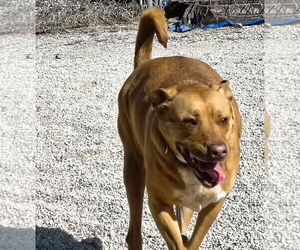 Labrador Retriever-Red Heeler Mix Dogs for adoption in Stover, MO, USA