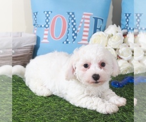 Bichon Frise Puppy for Sale in MOUNT VERNON, Ohio USA