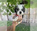 Small #1 Havanese