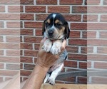 Small #24 Beagle