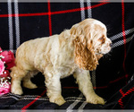 Small #4 Cocker Spaniel
