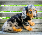 Small #9 Dachshund