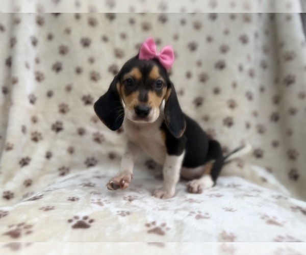 Medium Photo #2 Beagle Puppy For Sale in LAKELAND, FL, USA