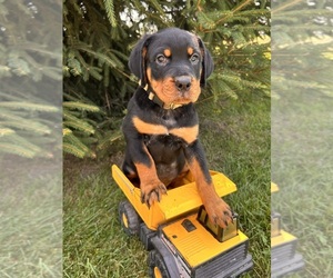 Rottweiler Puppy for sale in MIDDLEBURY, IN, USA