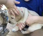 Small Photo #3 Labrador Retriever Puppy For Sale in DELTA, CO, USA