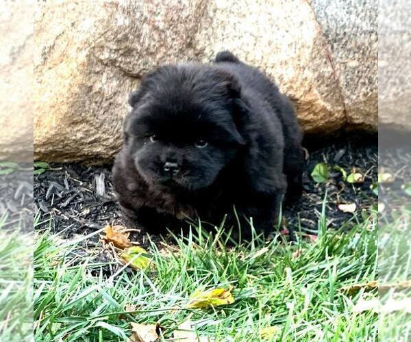 Medium Photo #5 Chow Chow Puppy For Sale in NAPPANEE, IN, USA