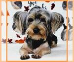 Small Photo #3 Yorkshire Terrier Puppy For Sale in TAYLOR, TX, USA