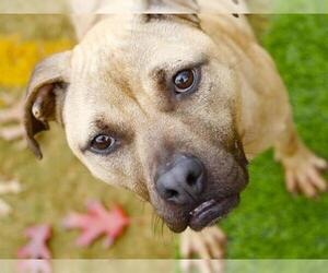 Black Mouth Cur-Unknown Mix Dogs for adoption in Tallahassee, FL, USA