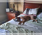Small #6 Boxer