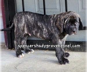 Mastiff Dog for Adoption in CABOOL, Missouri USA